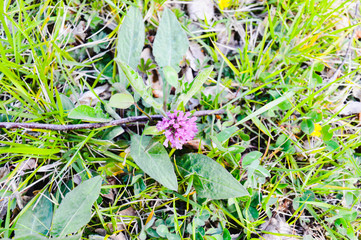 La naturaleza en los Pirineos de España
