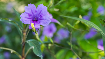Purple flowers at a park in bangkok
