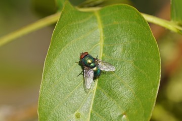 Blaue Schmeissfliege (calliphora vicina)