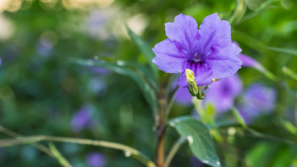 Fototapeta premium Purple flowers at a park in bangkok