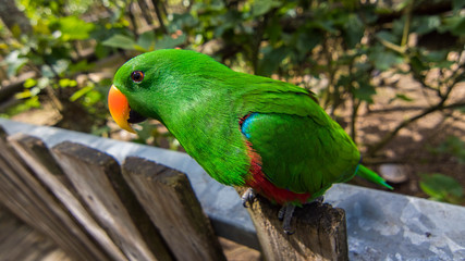 eclectus