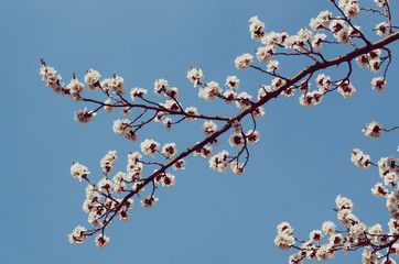 Apricot tree flower