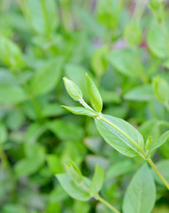 green leaves on background