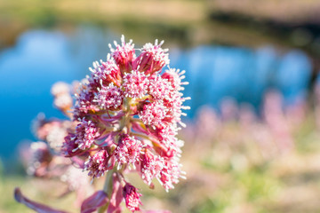 Pink flower on water background.