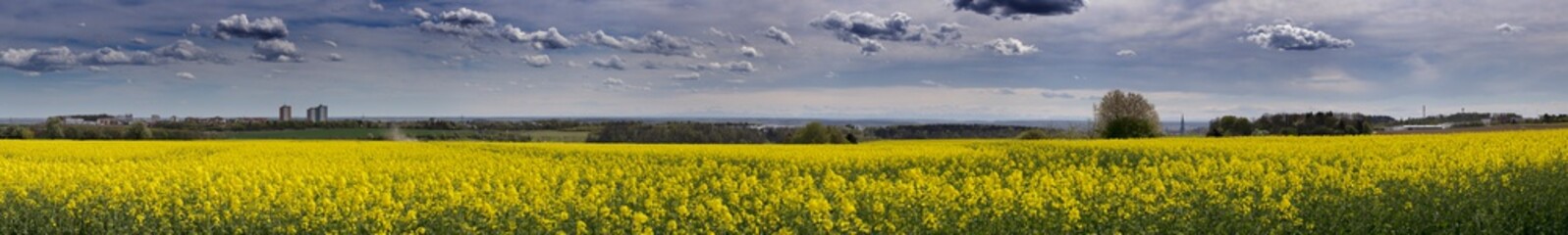 Obraz premium Rapsfeld Panorama