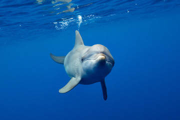 Friendly dolphin