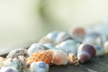 A gift from the southern island