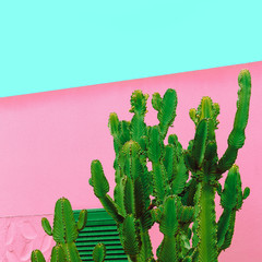 Minimal fashion plants on pink design. Cactus Canary Island