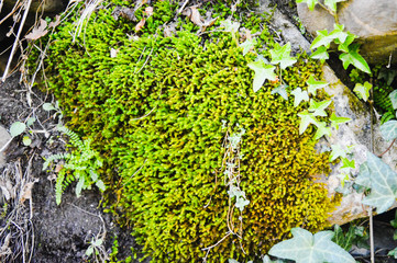 La naturaleza en los Pirineos de España
