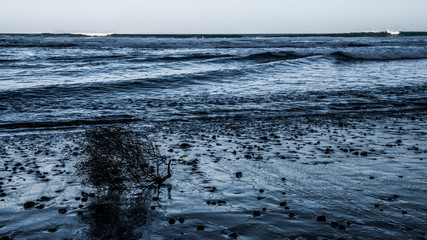 A bunch of dry grass on the ocean