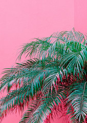 Minimal fashion plants on pink design. Palm lover. Canary Island