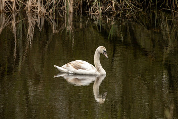 A year old cygnet. Newly separated from its parents this bird looks lonely before finding its lifetime mate.