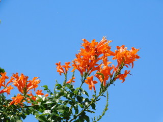 Cape honeysuckle or Tecomaria capensis orange red flowers