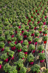Tomatoes seedlings growing in pots in  sunny greenhouse, nobody © JackF