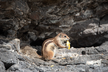 Fuerteventura chipmunk, barbary ground squirrel, eating cookie on rocks. 