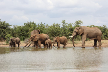 Naklejka premium Afrikanischer Elefant / African elephant / Loxodonta africana