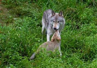 Timber wolf or grey wolf teaching a pup Canis lupus on rocky cliff in summer in Canada