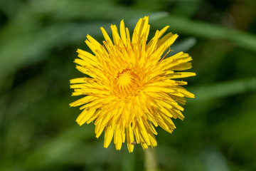 Close up of yellow blooming dandelion
