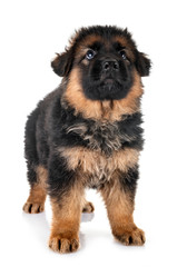 puppy german shepherd