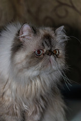 Adorables Pets - Persian and HImalayan Cats