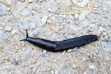 Los Pirineos de España