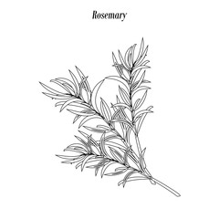 Rosemary illustration outline