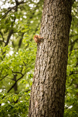 Eichhörnchen auf einer Fichte