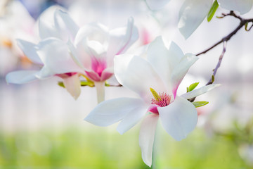 Magnolia soulangeana or saucer magnolia white pink blossom tree flower close up selective focus