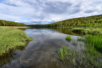 Fototapeta na wymiar green grass by the lake and muddy water