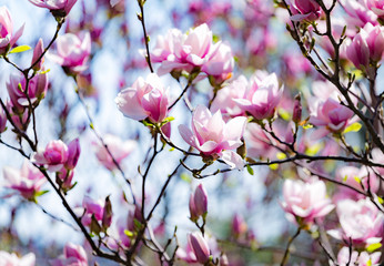 Magnolia soulangeana or saucer magnolia white pink blossom tree flower close up selective focus