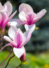 Fototapeta na wymiar Magnolia soulangeana or saucer magnolia white pink blossom tree flower close up selective focus