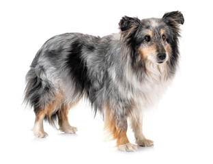 shetland sheepdog in studio