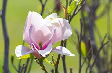 Magnolia soulangeana or saucer magnolia white pink blossom tree flower close up selective focus