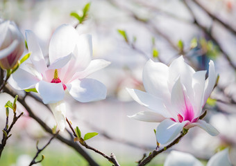 Magnolia soulangeana or saucer magnolia white pink blossom tree flower close up selective focus