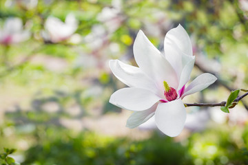 Obraz premium Magnolia soulangeana or saucer magnolia white pink blossom tree flower close up selective focus