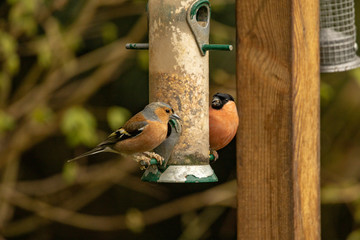 Chaffinch and bullfinch meet on a bird feeder. The dark head and deeper red of the bullfinch show up well.
