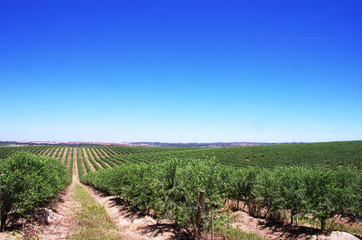 Fototapeta na wymiar Olive tree plantation, south of Portugal
