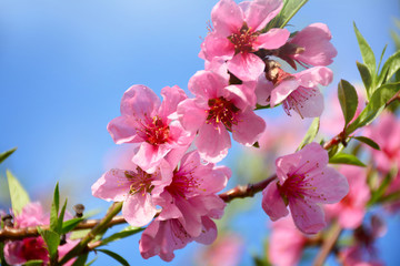 Pink peach tree blossoms on sunny spring day