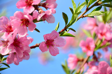 Pink peach tree blossoms on sunny spring day