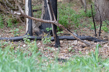 Some burned tree stems in the forest after a fire in hot summer