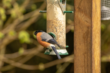 Bullfinch at a bird feeder. Vivid early spring colours ready for the mating season.