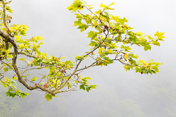 A branch of a plane tree with green leaves on a background of fog