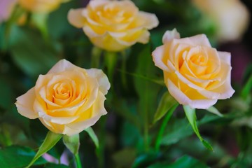 rosen, die boten der freundschaft