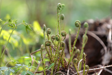 Twisted young shoots of green fern in the spring in the forest