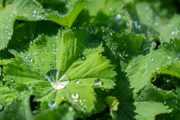 Drops of water on leaves in the morning with sun light