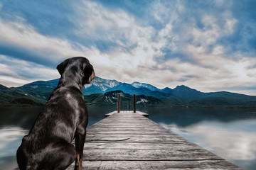 Rottweiler am See