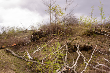 Deforestation in Romania.