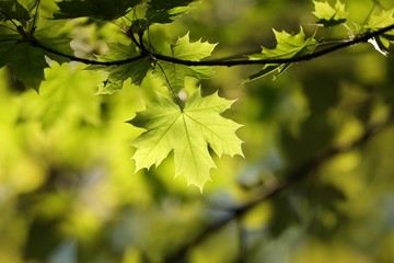Fototapeta na wymiar Spring maple leaf in the forest