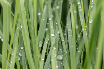 top view on green grass with water drops