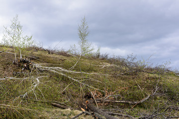 Deforestation in Romania.